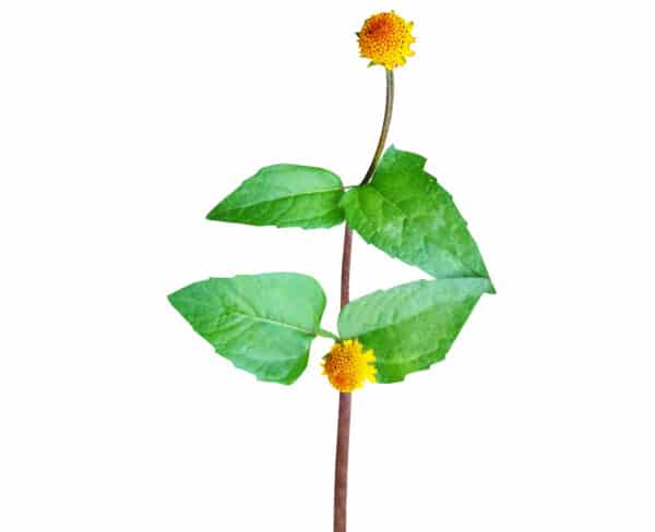 Spilanthes Acmella Extract (Spilanthes oleracea)