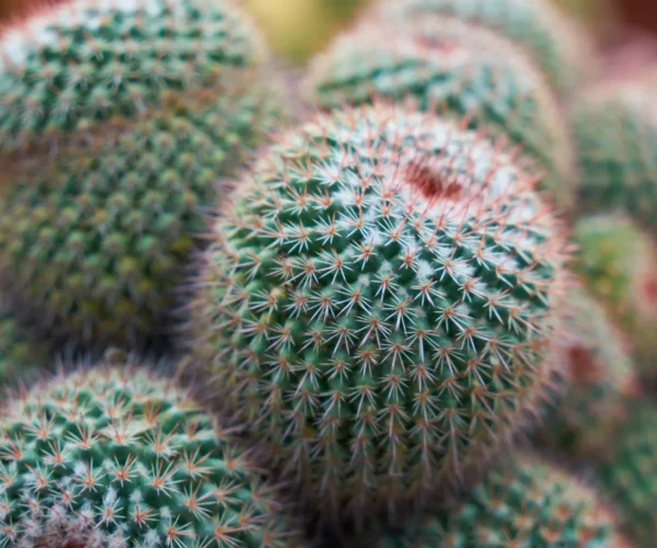 beautiful-cacti-with-purple-details-jpg.webp