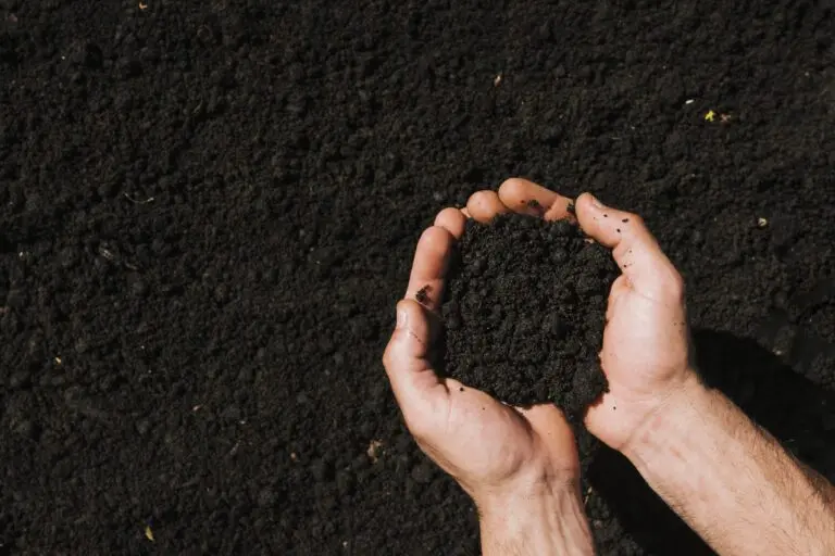 flat lay hands holding soil 768x512 1