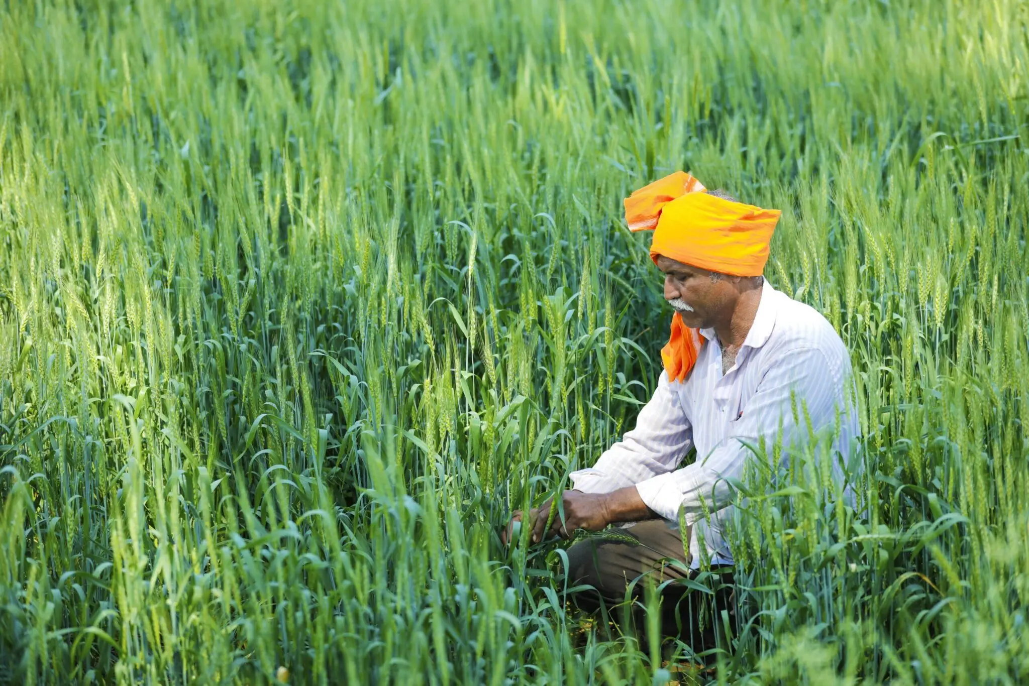 indian farmer golden wheat field 1 scaled 1