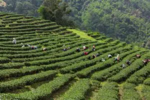 layered tea garden along shoulder valley 300x200 1