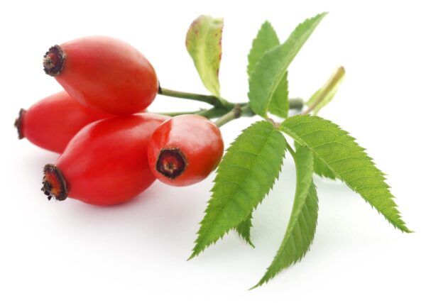 medicinal rose hips with green leaves white background 2 scaled 1