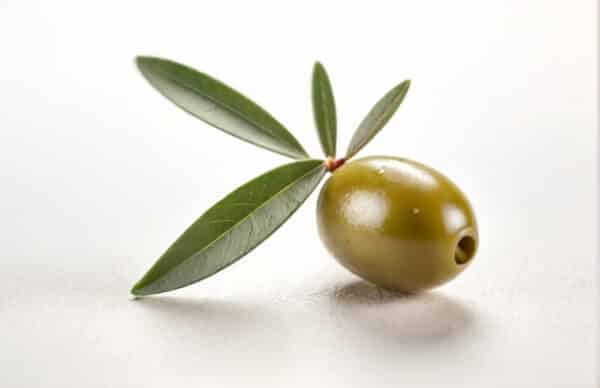 Olive Leaf Extract (Olea europaea L.)
