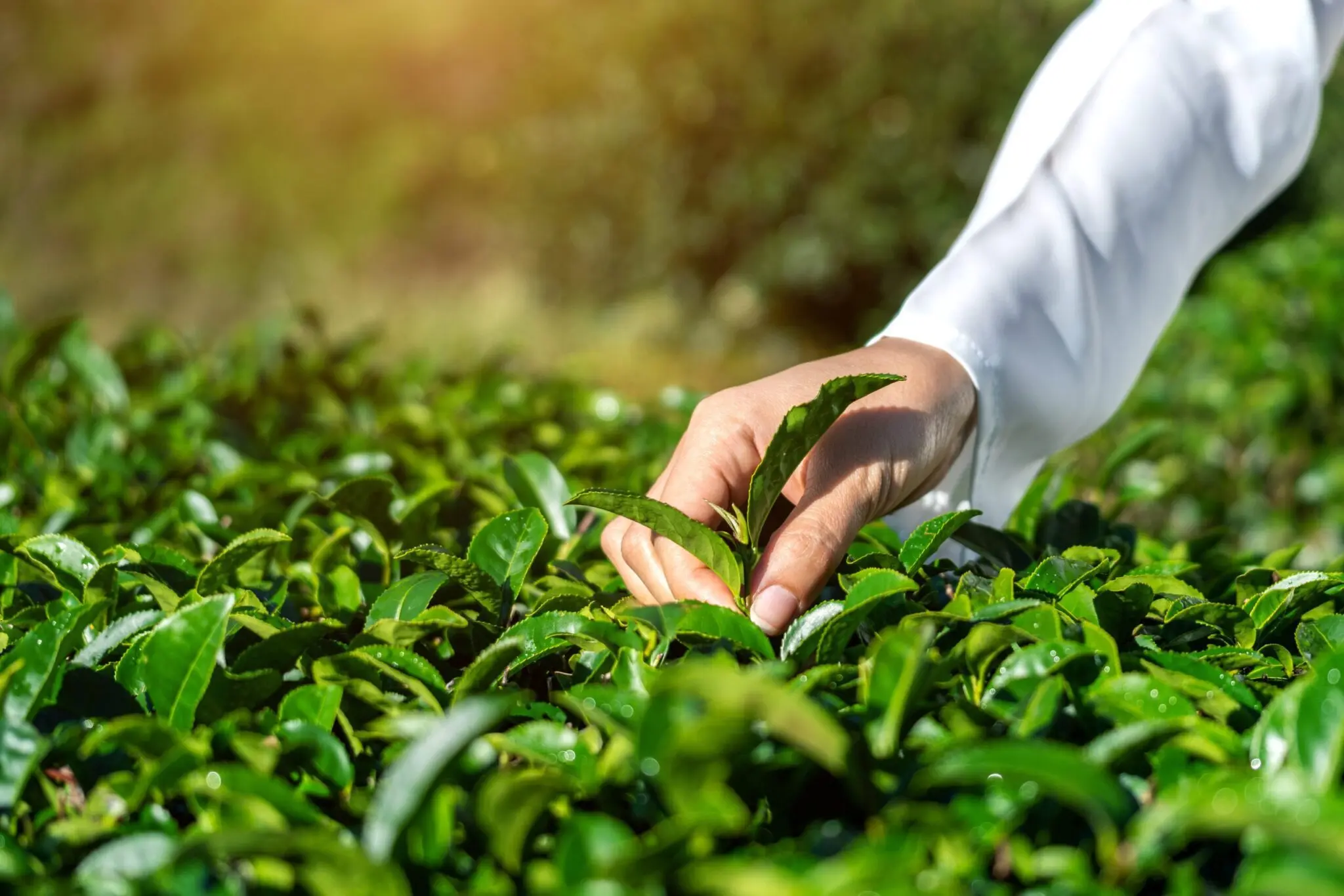 woman picking tea leaves by hand green tea farm 1 scaled 1