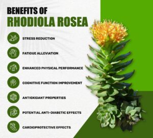 7 Proven Health Benefits of Rhodiola Rosea