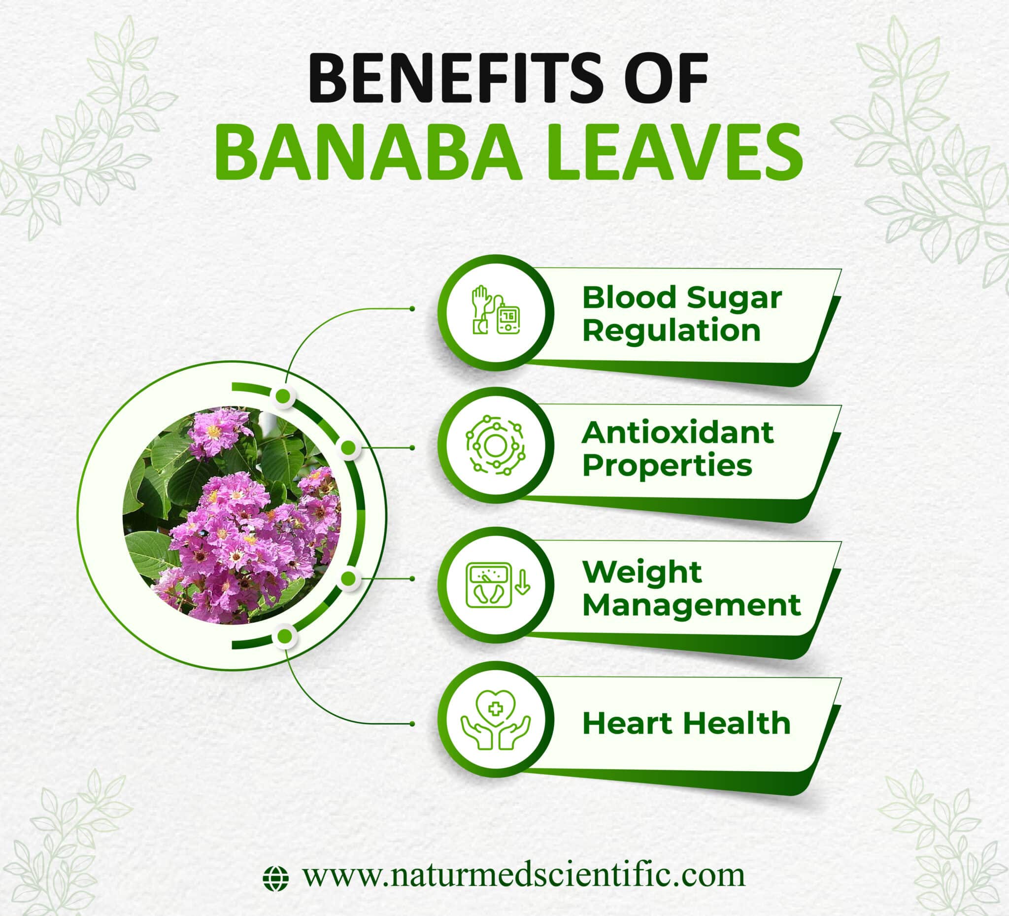 banaba-leaves-benefits-uses-side-effects-and-dosage-naturmed