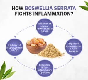 How Boswellia serrata Fights Inflammation