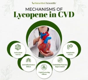 Mechanisms of Lycopene in Cardiovascular Disease Prevention