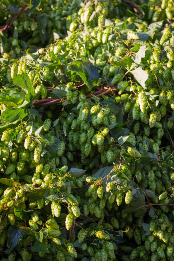 Hops Extract (Humulus lupulus)