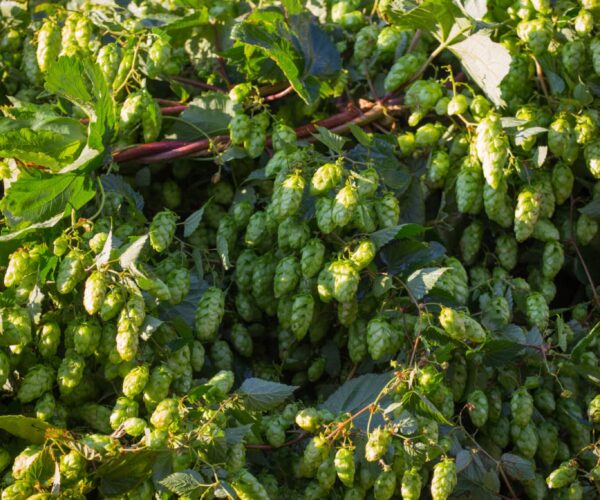 Hops Extract (Humulus lupulus)