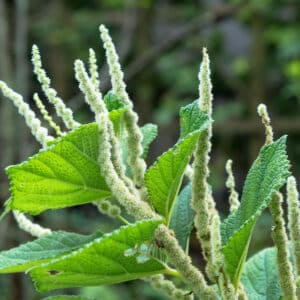 Trans-Resveratrol