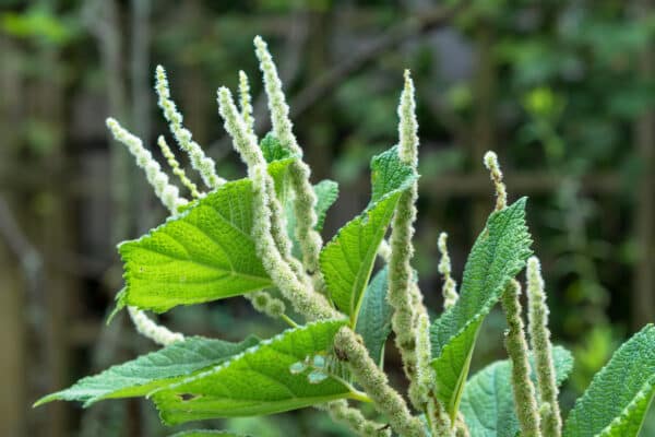Trans-Resveratrol