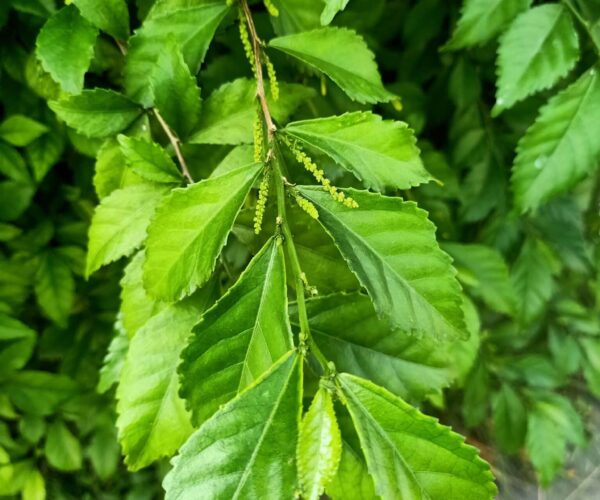 Gynostemma Extract (Gynostemma pentaphyllum)