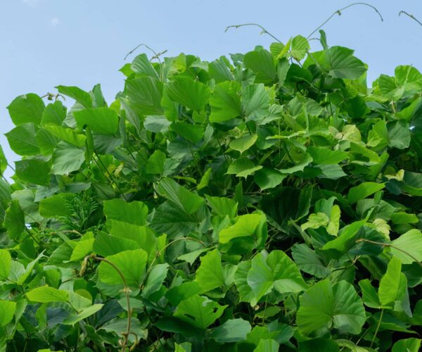 Lungwort Extract