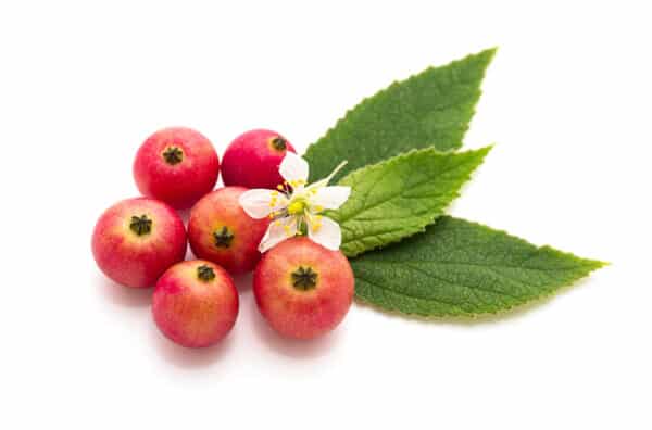 Hawthorn Extract