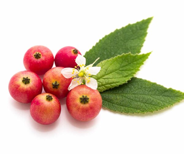 Hawthorn Extract