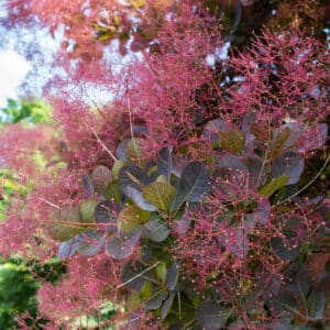 Smoketree Extract