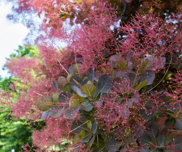 Smoketree Extract