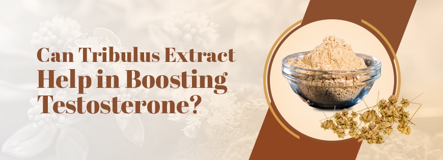 Can Tribulus Terrestris help in Boosting Testosterone?