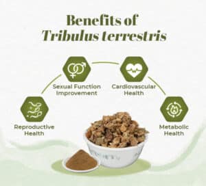 Health Benefits of Tribulus Terrestris 