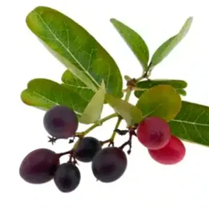 Acerola Cherry Extract