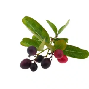 Acerola Cherry Extract (Malpighia glabra L.)