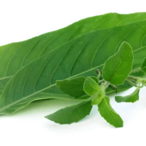 Adhatoda Vasica Extract (Adhatoda vasica)
