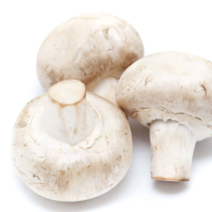 Agaricus Bisporus