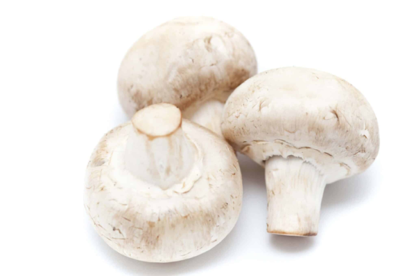 Agaricus Bisporus