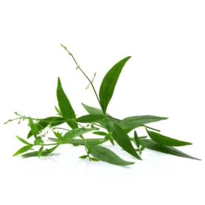 Andrographis-Paniculata-Extract