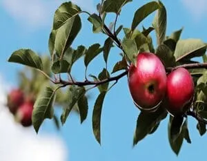 Apple Juice Powder