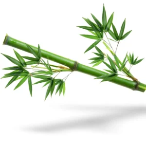 Bamboo-Extract
