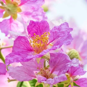 Banaba