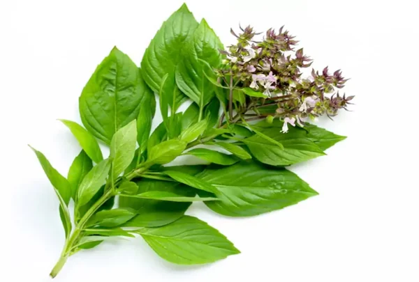 羅勒萃取物（羅勒） - NaturMed Scientific