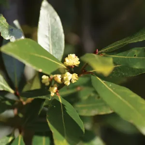 Bay Leaf Essential Oil