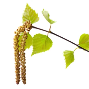 Birch-Leaf