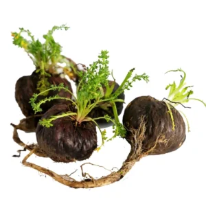 Black-Maca