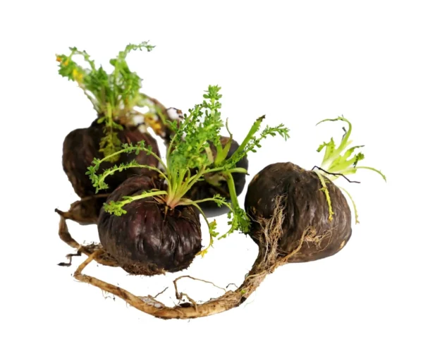 Black-Maca