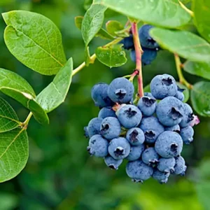 Blueberry Powder