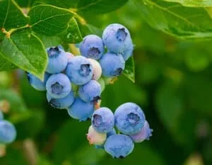 Blueberry-Powder