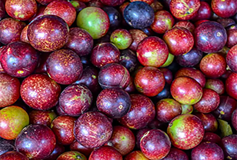 Camu Camu Extract