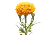 Carotenoids