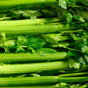 Celery Essential Oil