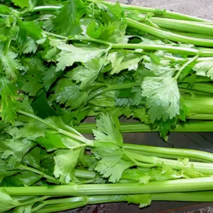 Celery Oleoresin