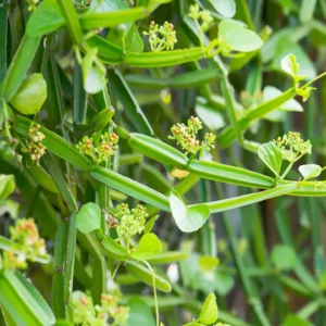 Cissus Quadrangularis Extract