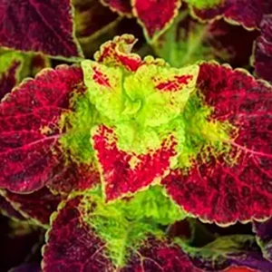 Coleus Forskohlli Extract