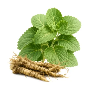 Coleus forskohlii extracts 1