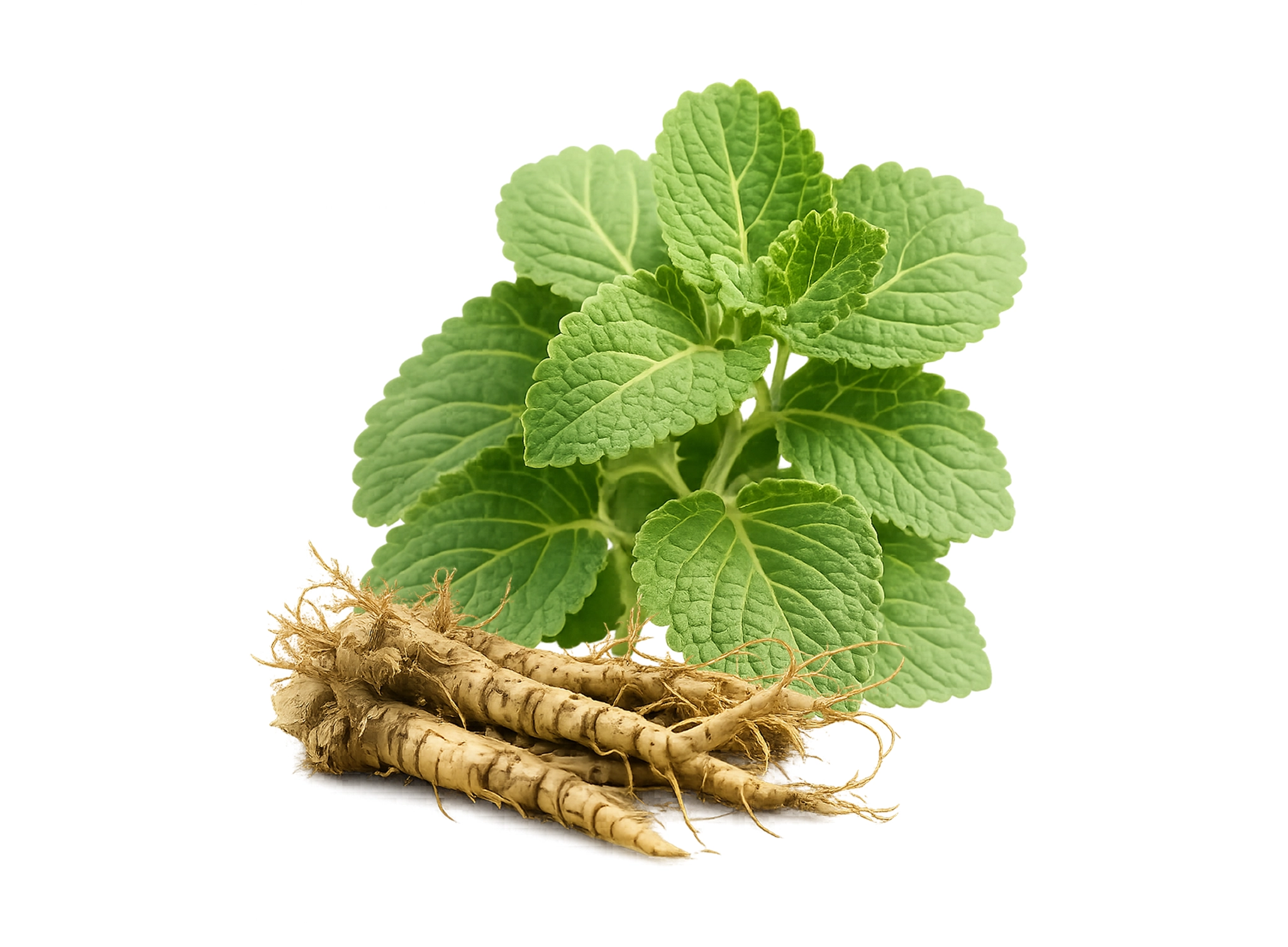 Coleus forskohlii extracts 1