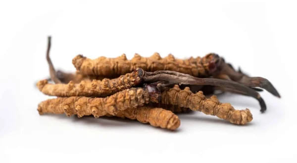 Cordyceps-Sinensis