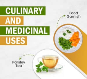 Culinary and Medicinal Uses